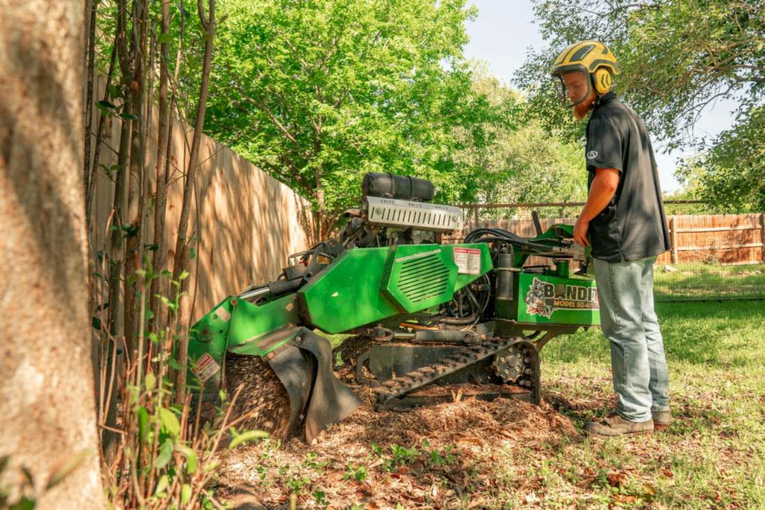 Opérateur utilisant une rogneuse de souche lors d'un dessouchage, broyage de souche d'arbre au sol