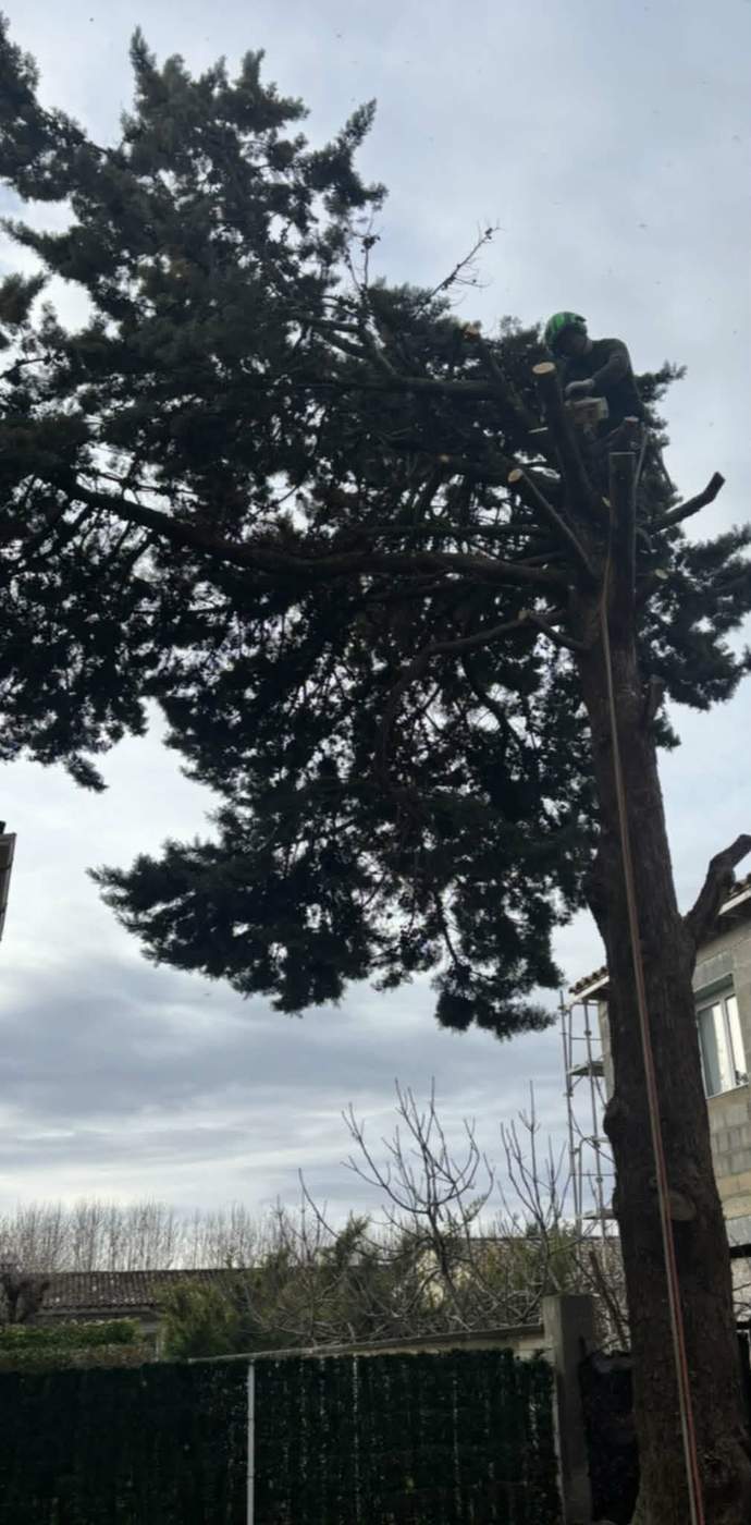 Élagueur grimpeur au sommet d'un grand conifère près de Bollène, avec casque et harnais