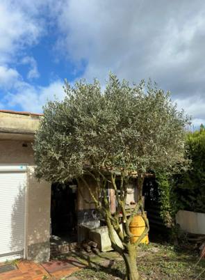 Taille d'olivier et d'arbuste dans un jardin près de Bollène, entretien d'arbuste d'ornement